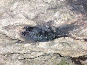 noyer cendr (jugland cinerea) avec sirococcus clavignenti-juglandacearum